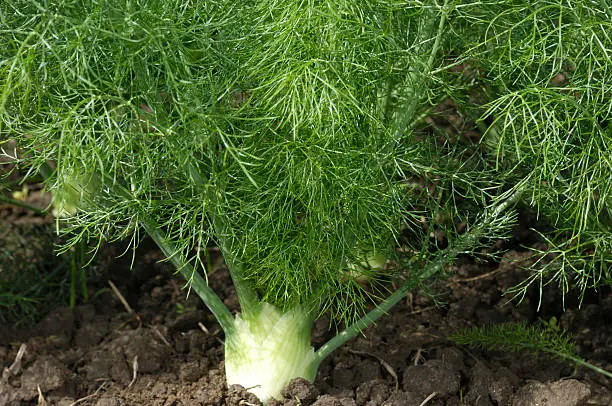 Close-up of organic fennel (Foeniculum vulgare) plants growing on a central coast farm.