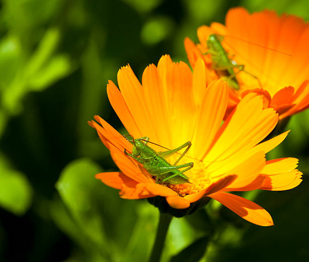 grashopper - grillon insecte photos et images de collection