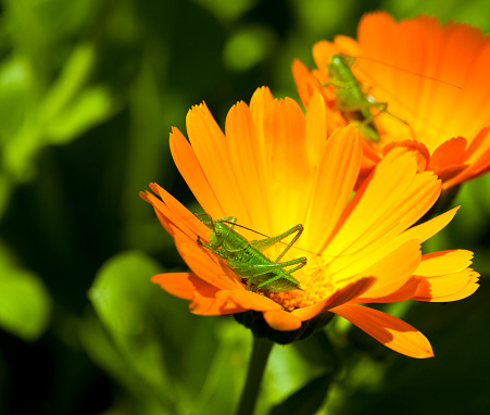 Grasshoppers on marigold blossom