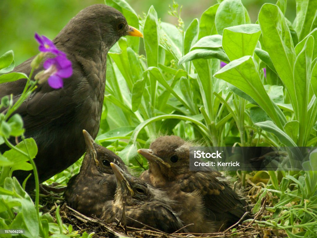 Süße Blackbird Babys und Mütter - Lizenzfrei Amsel Stock-Foto