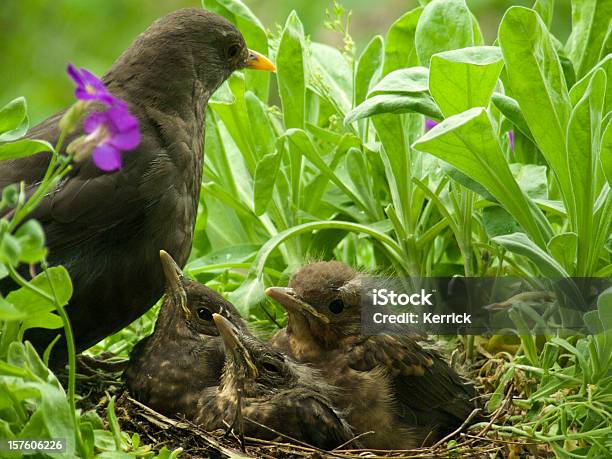 Süße Blackbird Babys Und Mütter Stockfoto und mehr Bilder von Amsel - Amsel, Blatt - Pflanzenbestandteile, Blick in die Kamera