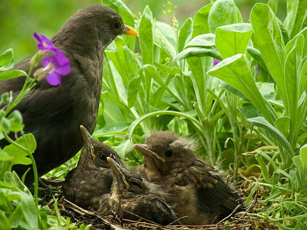 cute Blackbird babies and mother 10 days old blackbird babies and their mother in the nest. 3 days later they left the nest. More of this series in my portfolio aufzucht stock pictures, royalty-free photos & images