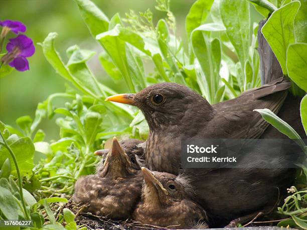 Blackbird Babys Und Mütter Stockfoto und mehr Bilder von Amsel - Amsel, Nest, Stärling - Vogel