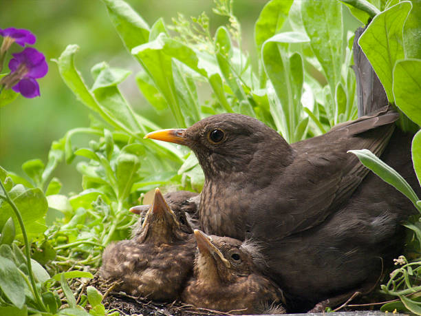 Blackbird babies and mother 10 days old blackbird babies and their mother in the nest. 3 days later they left the nest. More of this series in my portfolio aufzucht stock pictures, royalty-free photos & images