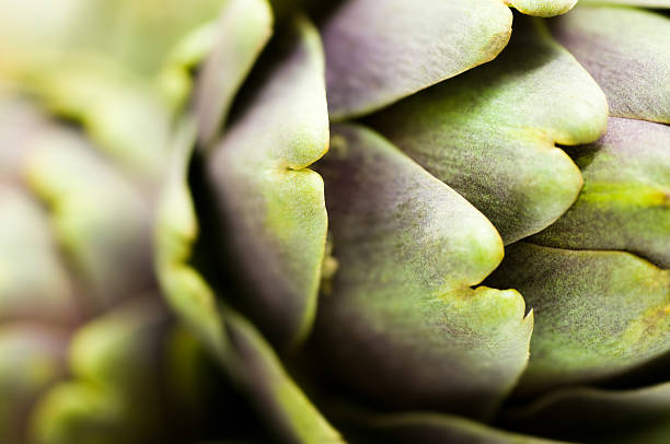 alcachofra - artichoke vegetable macro close up imagens e fotografias de stock