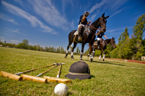 Polo Horses