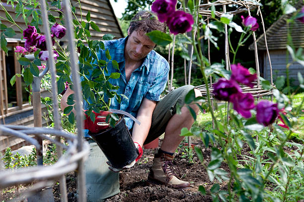 istock Gardener Planting Purple Rose Bushes 157606446