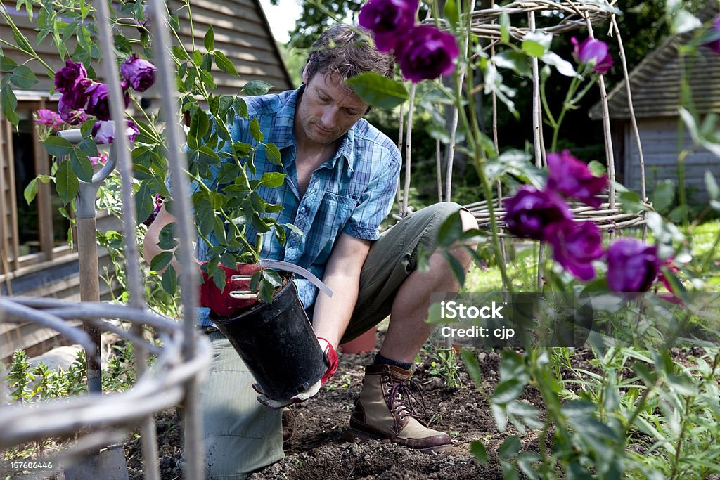 Gardener Planting Purple Rose Bushes Gardener planting purple rose bushes (Burgundy Ice) in a garden flower bed. Gardening Stock Photo