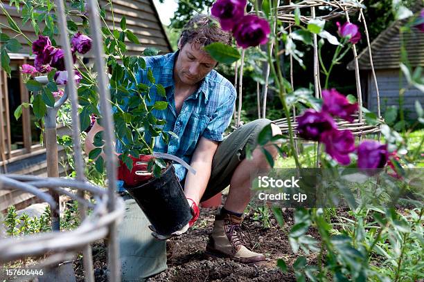 Gardener Planting Purple Rose Bushes Stock Photo - Download Image Now - Gardening, Men, Dirty