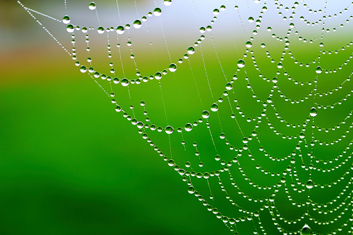 Macro wet spider web on violet background. Focus on water drops on single strong threads