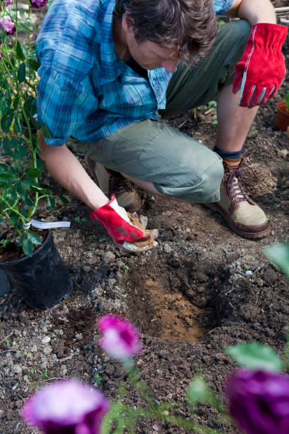 istock Gardener Sprinkling Bone Meal Feed Before Planting Purple Rose Bush 157606575