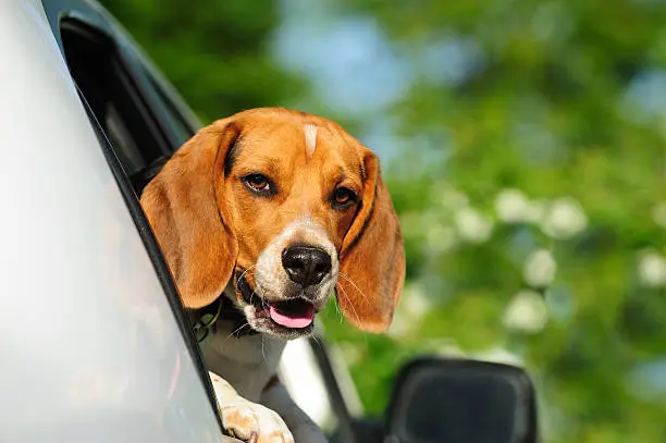 Beagle purebred 6 months old climbing out the car window.