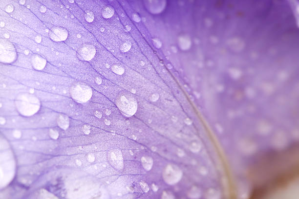 Petal Raindrops on a flower petalCLICK HERE to see more similar images! iris plant stock pictures, royalty-free photos & images