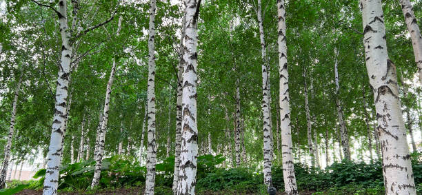 istock Background of white birch tree trunks. Panoramic frame. Young birch with black and white birch bark in summer in birch grove against background of other birches. 1576067484
