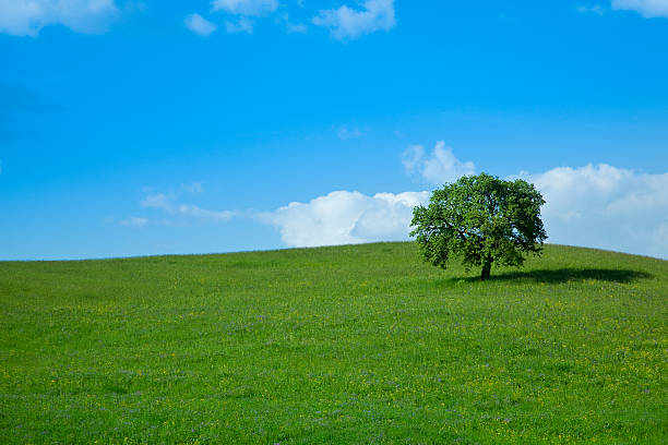istock green field and lonely tree landscape 157607046