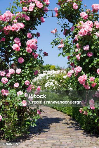 istock Gate of Pink Roses 157607059