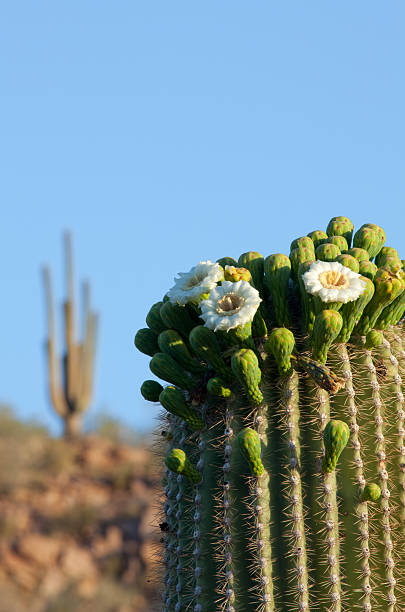 Saguaro Cactus Flowers Saguaro Cactus (Carnegiea gigantea) blooming flowers   saguaro cactus stock pictures, royalty-free photos & images