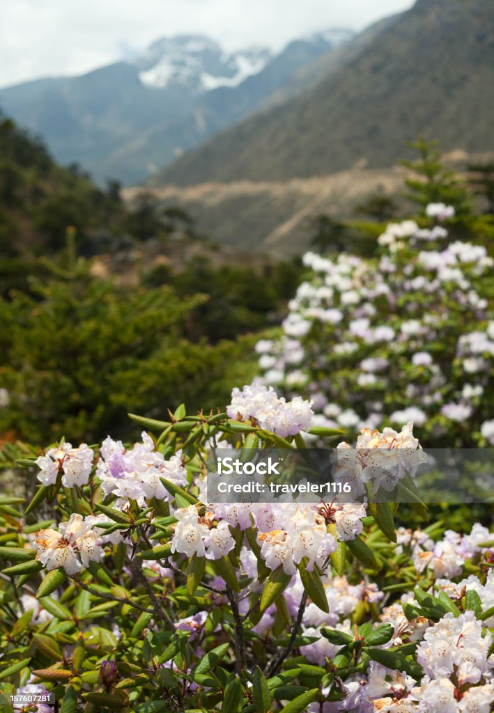 Chopta Valley en el norte de Sikkim, India - Foto de stock de Rododendro libre de derechos