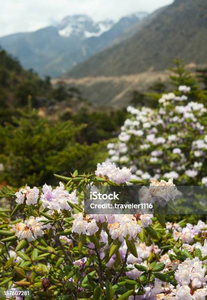 Chopta 밸리 인도 북부 시킴 로도덴드론에 대한 스톡 사진 및 기타 이미지 - 로도덴드론, 계곡, 시킴