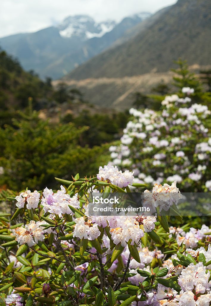 Vale Chopta no Norte de Sikkimsikkim.kgm, Índia - Royalty-free Rododendro Foto de stock