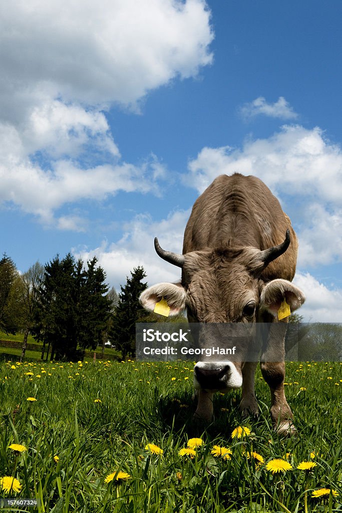 Curious cow Curious cow in the meadow Agriculture Stock Photo
