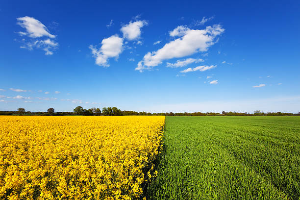 Cultivated Land Canola & Grain Field house landscaped beauty in nature horizon over land stock pictures, royalty-free photos & images