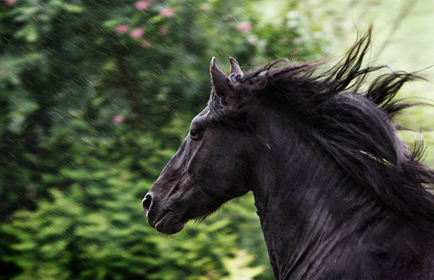 ギャロップ夏のレイン - horse black stallion friesian horse ストックフォトと画像