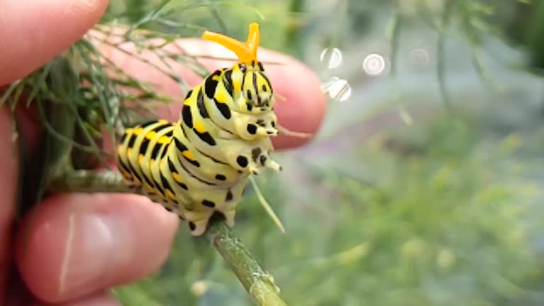 A slow motion video of a Black Swallowtail caterpillar instars displaying a warning sign.