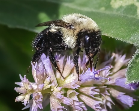 Close up of a female Bombus impatiens Bumble Bee feeding a purple lavender flower. Long Island, New York, USA