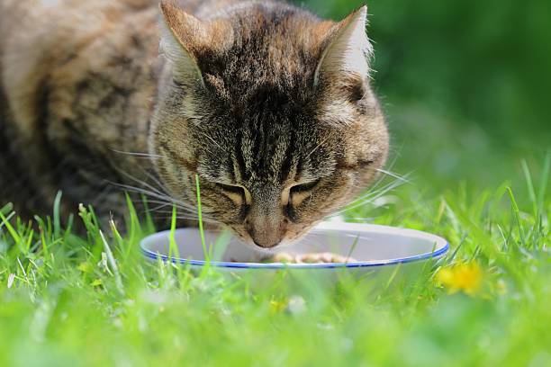 istock domestic cat in grass at meal 157607680