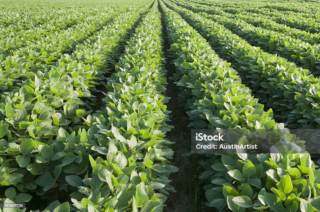 Reihen Soybeans - Lizenzfrei Sojabohne Stock-Foto
