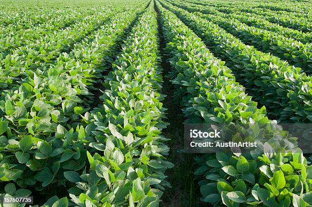 Reihen Soybeans Stockfoto und mehr Bilder von Sojabohne - Sojabohne, Nutzpflanze, Genmanipulation