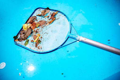 Removing leaves and bugs from a swimming pool with a net