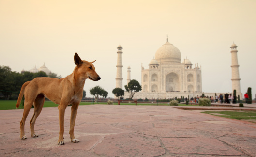 Garden at Taj Mahal grounds, World wonder in Agra, India.