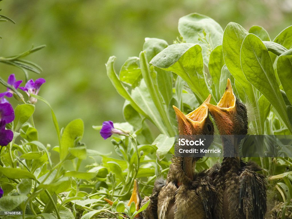 blackbird babys – 7 Tage - Lizenzfrei Füttern Stock-Foto