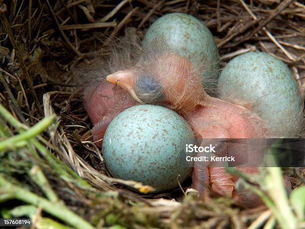 Blackbird Baby 2 Tage Stockfoto und mehr Bilder von Nest - Nest, Amsel, Stärling - Vogel
