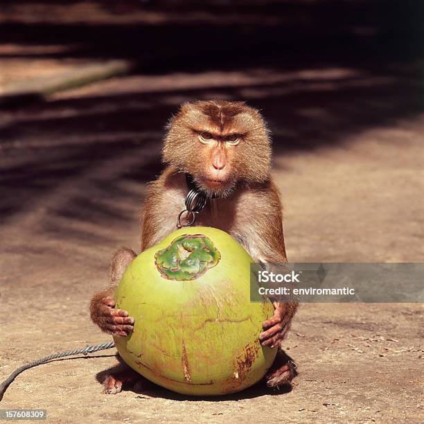 Photo libre de droit de Monkey Tenant Une Noix De Coco Fraîche banque d'images et plus d'images libres de droit de Koh Samui - Koh Samui, Aliment, Aliment cru