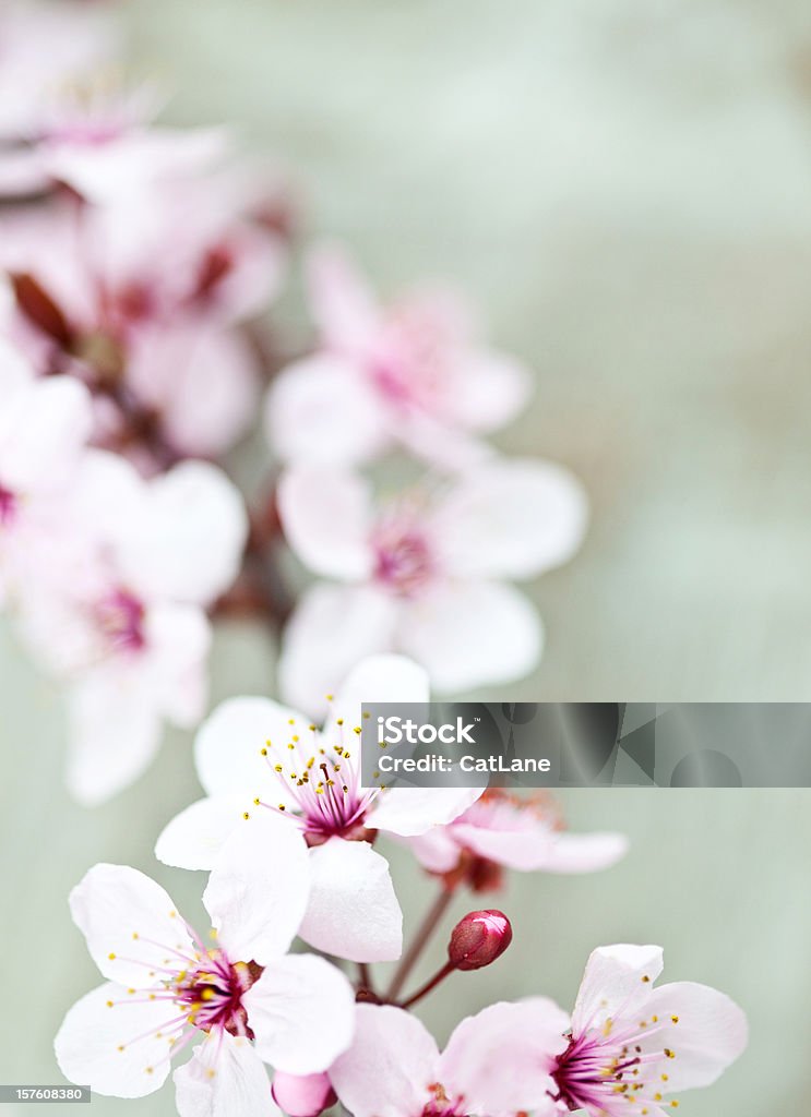 Sakura Kirsche Blüte - Lizenzfrei Ast - Pflanzenbestandteil Stock-Foto