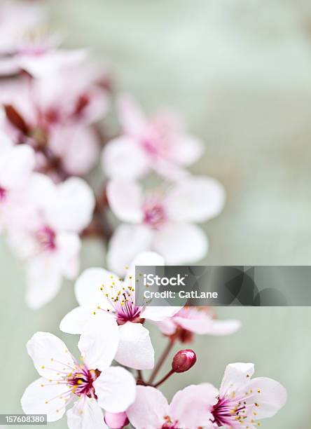 Sakura Kirsche Blüte Stockfoto und mehr Bilder von Ast - Pflanzenbestandteil - Ast - Pflanzenbestandteil, Baumblüte, Bildschärfe