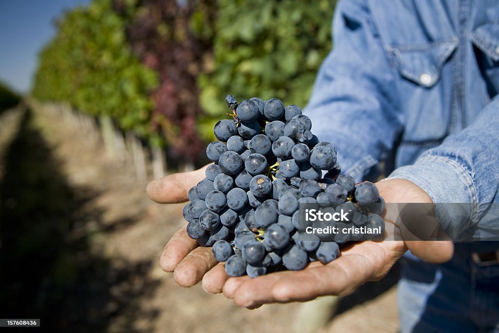 Raisins de Malbec - Photo de Malbec libre de droits