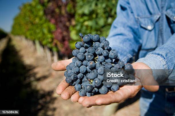 Photo libre de droit de Raisins De Malbec banque d'images et plus d'images libres de droit de Malbec - Malbec, Argentine, En botte ou en grappe