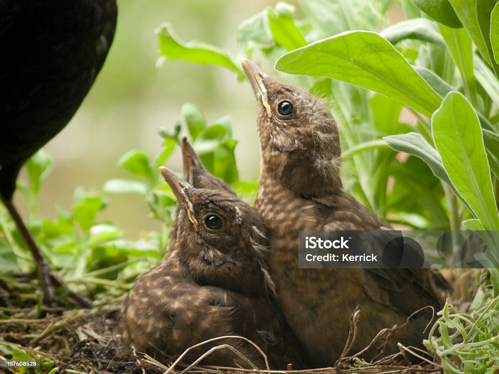 Haben Sie Speisen für uns? Blackbird Babys und Mütter - Lizenzfrei Amsel Stock-Foto