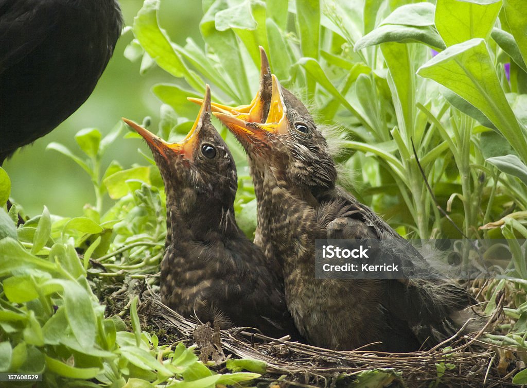 Hungrig! Blackbird Babys und Mütter - Lizenzfrei Amsel Stock-Foto