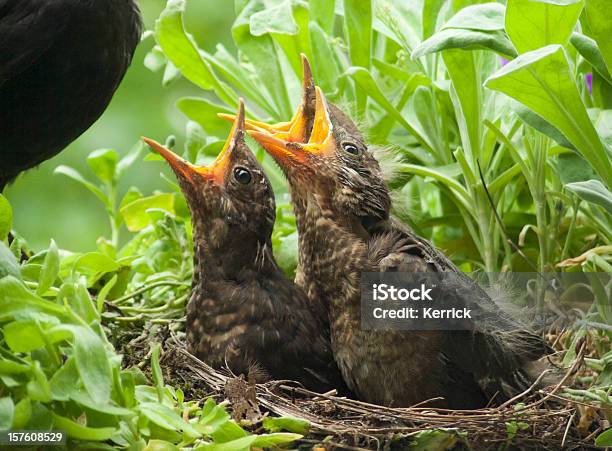 Hungrig Blackbird Babys Und Mütter Stockfoto und mehr Bilder von Amsel - Amsel, Betteln - Tierisches Verhalten, Blick in die Kamera