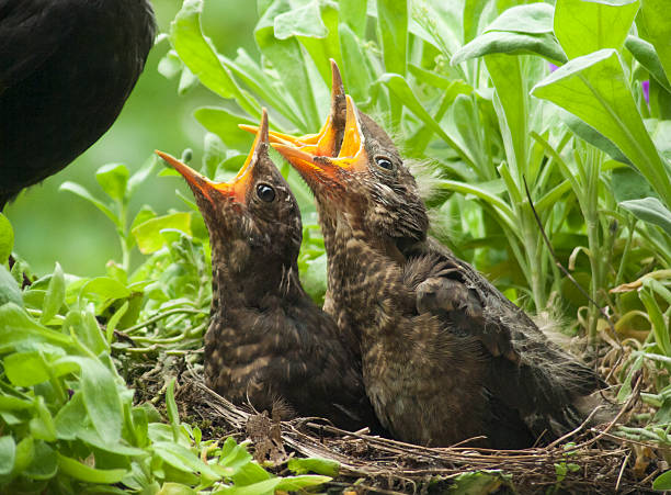 Hungry! - Blackbird babies and mother 10 days old blackbird babies and their mother in the nest. 3 days later they left the nest. More of this series in my portfolio aufzucht stock pictures, royalty-free photos & images