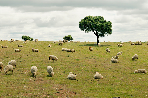 Landscape with cork trees and resting and grazing sheep in the Alentejo region of Portugal.