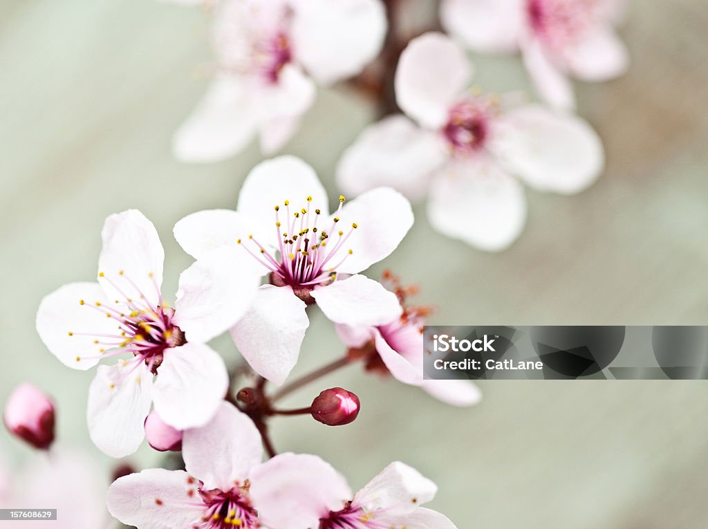 Sakura Cherry Blossom - Photo de Arbre en fleurs libre de droits