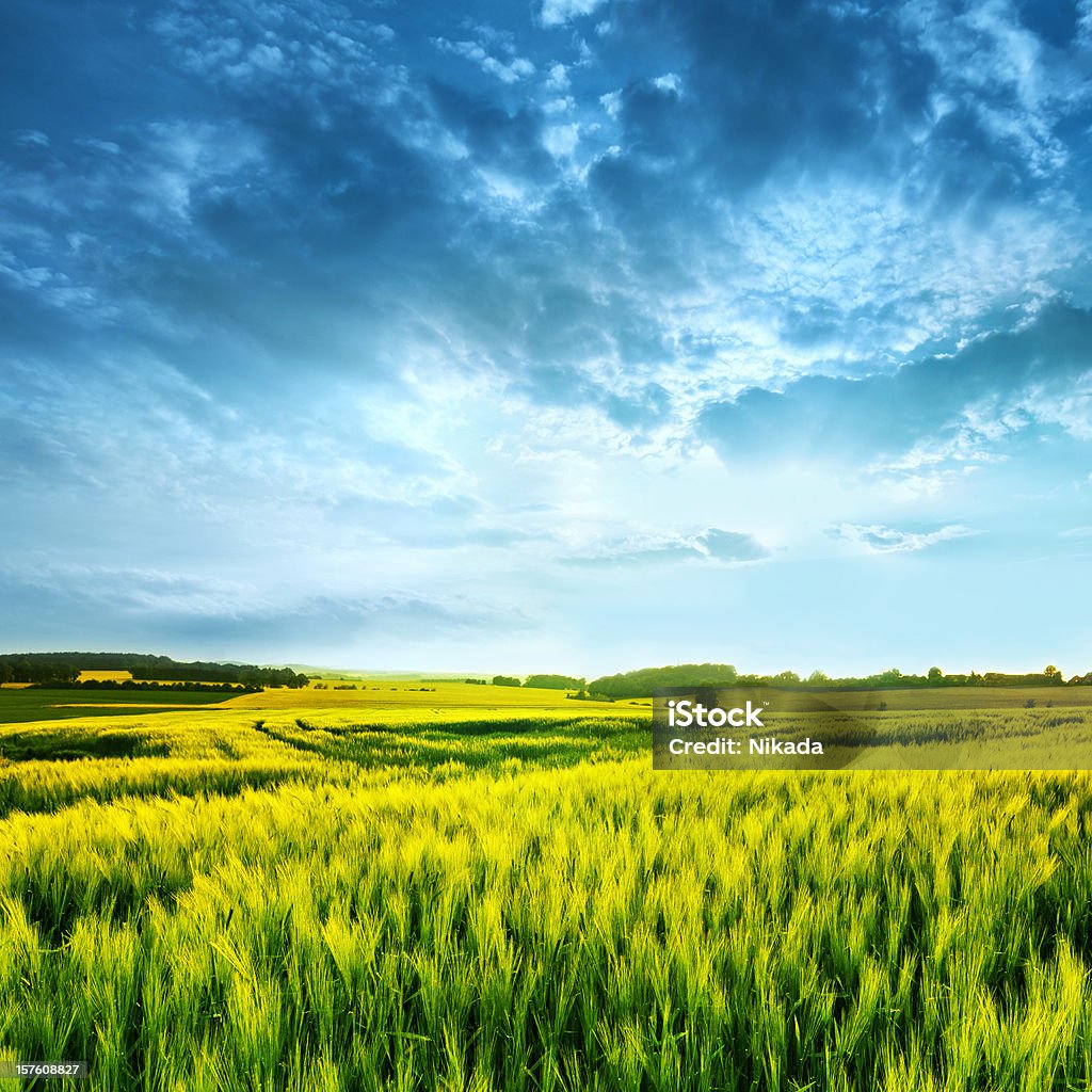 paesaggio del frumento - Foto stock royalty-free di Agricoltura