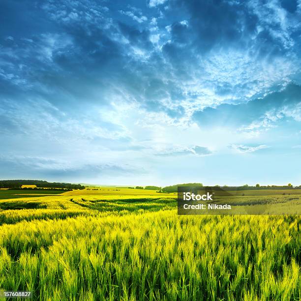 Paesaggio Del Frumento - Fotografie stock e altre immagini di Agricoltura - Agricoltura, Agricoltura biologica, Ambientazione esterna