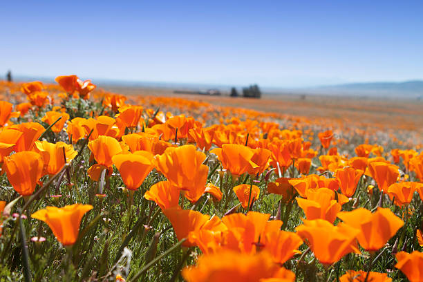 macro di campo di papaveri - poppy field flower california golden poppy foto e immagini stock